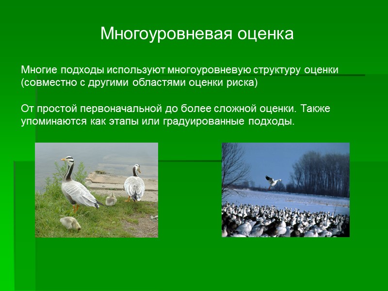 Многоуровневая оценка Многие подходы используют многоуровневую структуру оценки (совместно с другими областями оценки риска) Многоуровневая оценка Многие подходы используют многоуровневую структуру оценки (совместно с другими областями оценки риска)